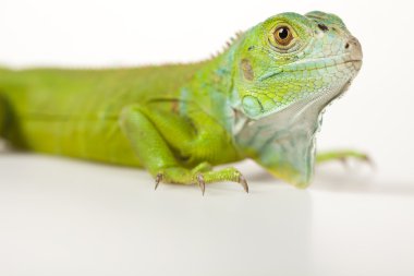 Beyaz Arkaplanda İguana İzole Edildi