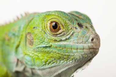 Beyaz Arkaplanda İguana İzole Edildi