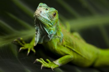 bir iguana yakın çekim