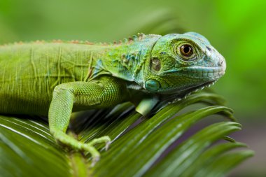 iguana bir ejderha olarak