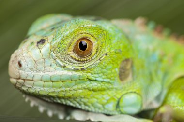 bir iguana yakın çekim