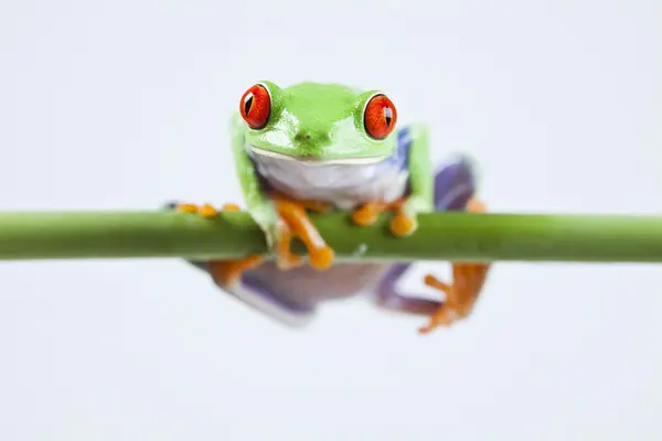Зелена жаба — стокове фото