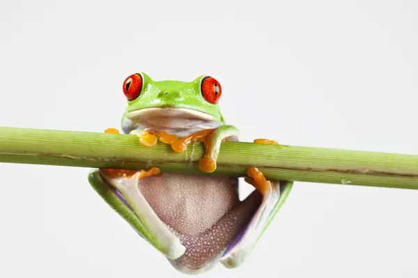 Βάτραχος, μικρή ζώων κόκκινο ανοιχτομάτης — Φωτογραφία Αρχείου
