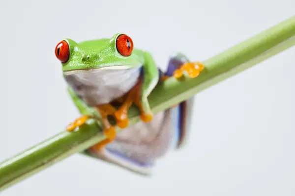 Kurbağa, küçük hayvan kırmızı gözlü — Stok fotoğraf