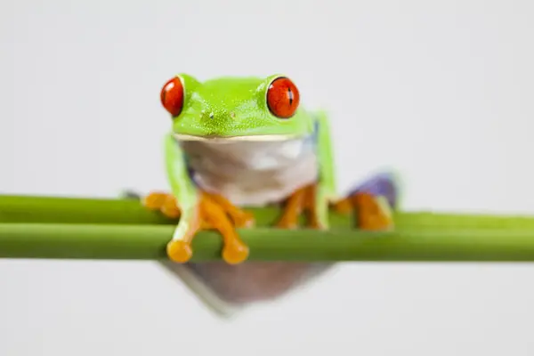 カエル、小さい動物赤目 — ストック写真