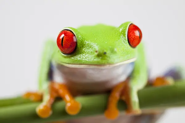 Βάτραχος, μικρή ζώων κόκκινο ανοιχτομάτης — Φωτογραφία Αρχείου