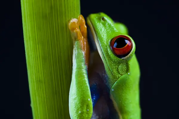 Rã-de-olhos-vermelhos — Fotografia de Stock