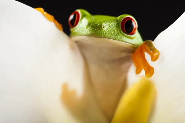 stock image Tree frog