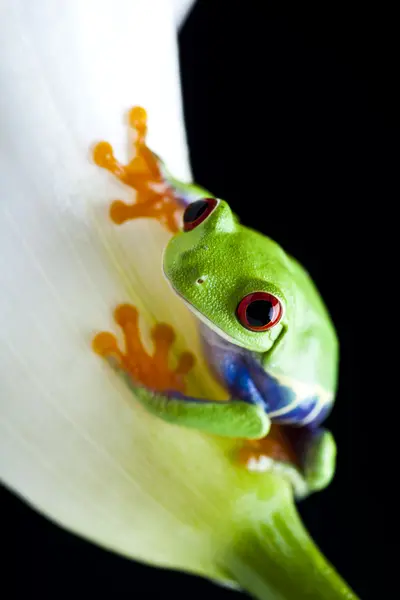 stock image Tree frog