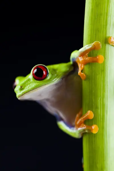 Βάτραχος με κόκκινα μάτια — Φωτογραφία Αρχείου
