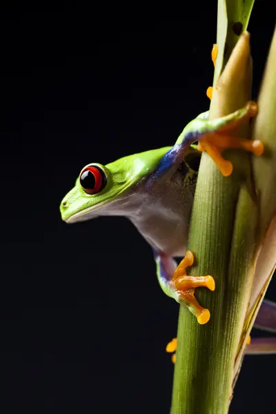 stock image Frog, small animal red eyed