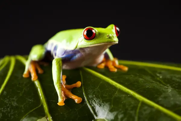 stock image Frog, small animal red eyed