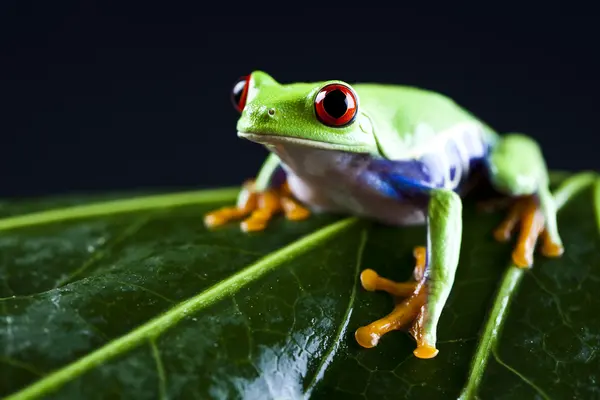 Червоноока листова жаба — стокове фото