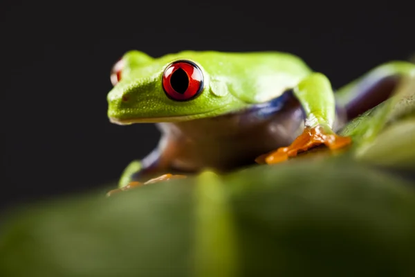 赤い目をした葉カエル — ストック写真