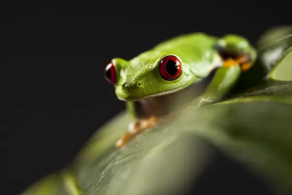Kırmızı kurbağa — Stok fotoğraf