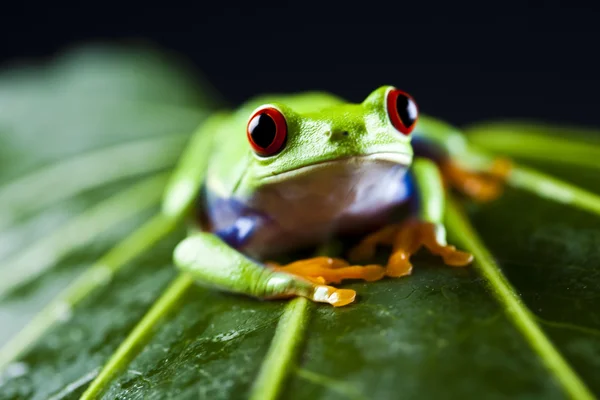 Red frog — Stock Photo, Image