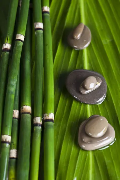 Zen-Bambus — Stockfoto