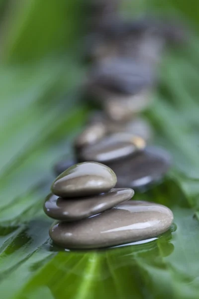 Zen är en friskhet — Stockfoto