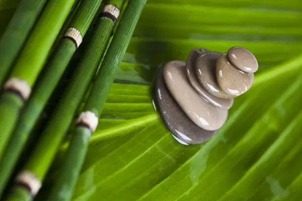 Bambù zen — Foto Stock