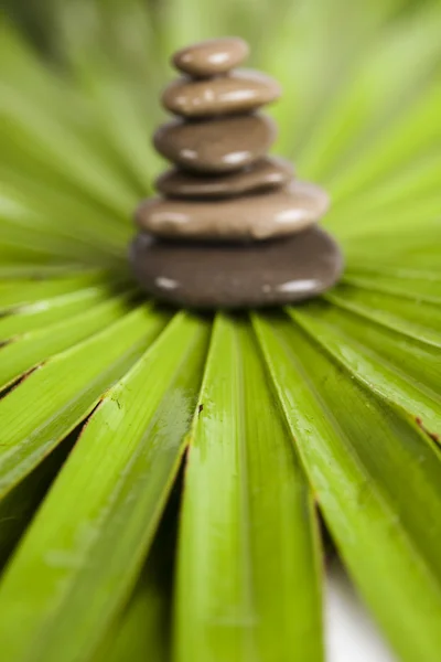 Zen bamboo — Stock Photo, Image