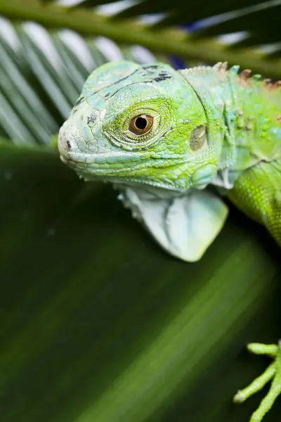 Iguana jako drak — Stock fotografie