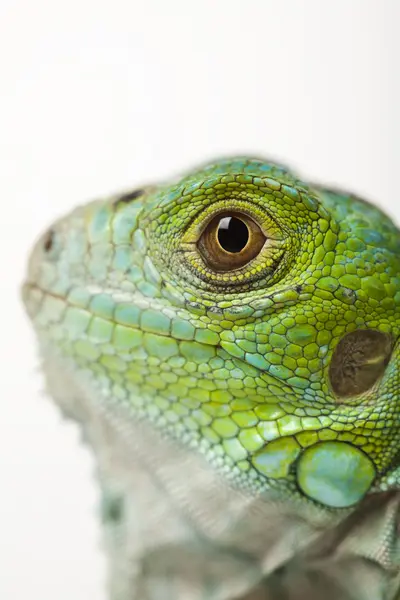 stock image Iguana isolated on white background