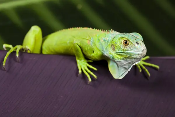 Iguana como un dragón — Foto de Stock
