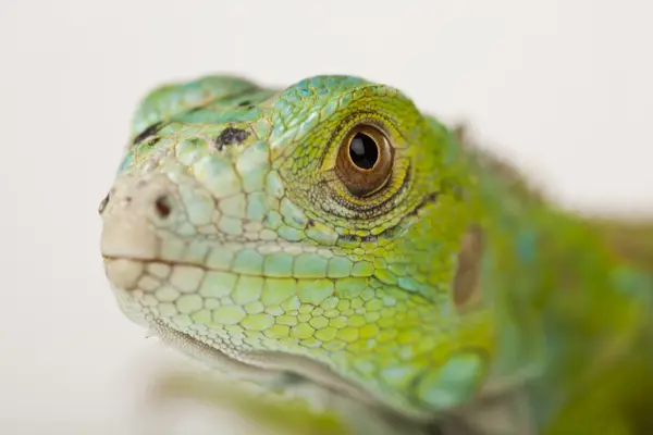 Iguana elszigetelt fehér háttér — Stock Fotó