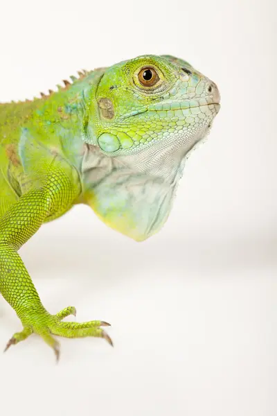 Iguana isolato su sfondo bianco — Foto Stock