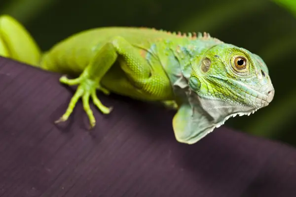 Iguana, mint egy sárkány — Stock Fotó