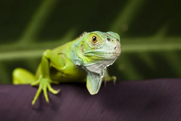 Ödla, iguana — Stockfoto