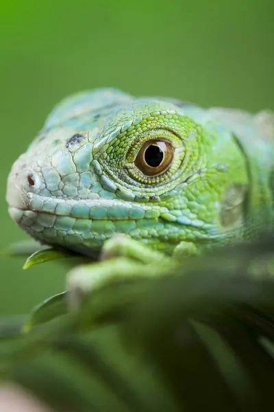 Primo piano su un'iguana — Foto Stock