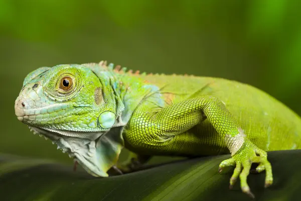 Lagarto, iguana — Fotografia de Stock