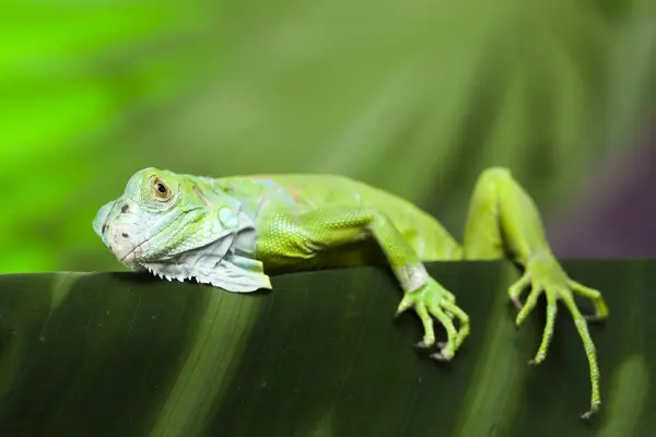 Gyík, iguana — Stock Fotó