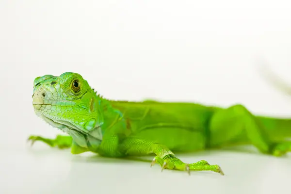 Iguana Απομονωμένο σε λευκό φόντο — Φωτογραφία Αρχείου