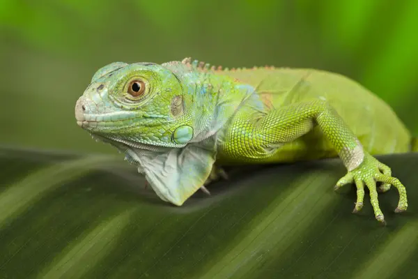 Primo piano su un'iguana — Foto Stock
