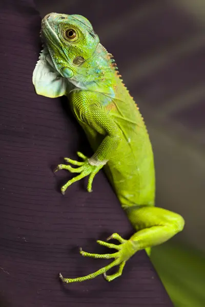 Lagarto, iguana — Foto de Stock