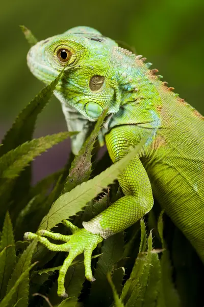 Jaszczurka, iguana — Zdjęcie stockowe