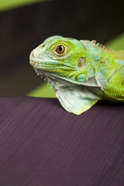 Stock image Close-up on a iguana