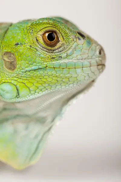 Iguana isoleret på hvid baggrund - Stock-foto