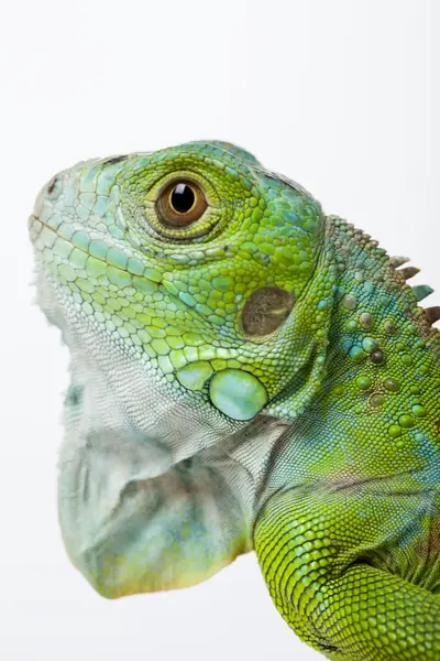 Iguana izolowana na białym tle — Zdjęcie stockowe
