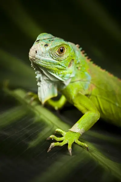 Primer plano de una iguana —  Fotos de Stock