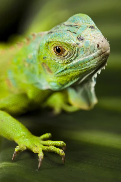 Bir iguana yakın çekim — Stok fotoğraf
