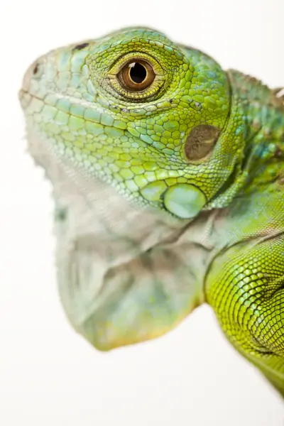 Iguana isolado em fundo branco — Fotografia de Stock