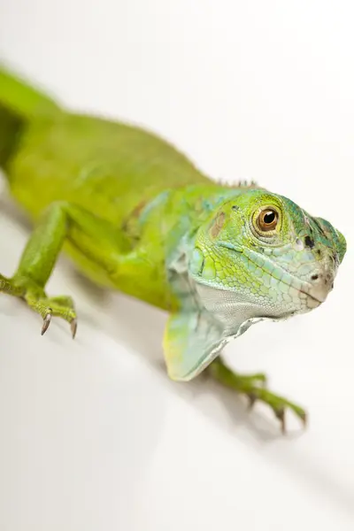 Iguana elszigetelt fehér háttér — Stock Fotó