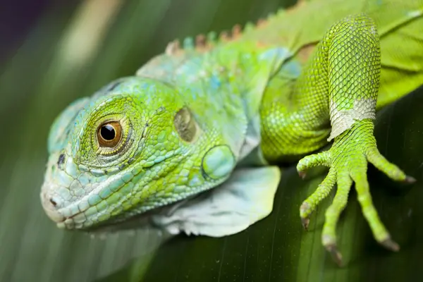 stock image Iguana as a dragon