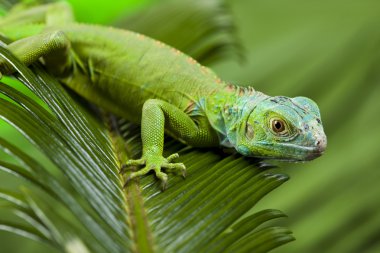 iguana bir ejderha olarak