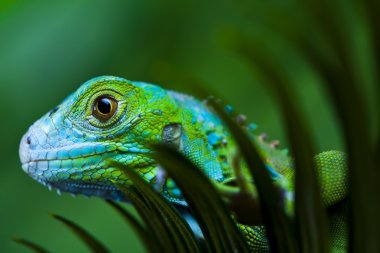 iguana, küçük ejderha, kertenkele, gecko