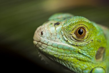 iguana, küçük ejderha, kertenkele, gecko