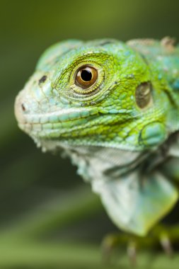 iguana, küçük ejderha, kertenkele, gecko